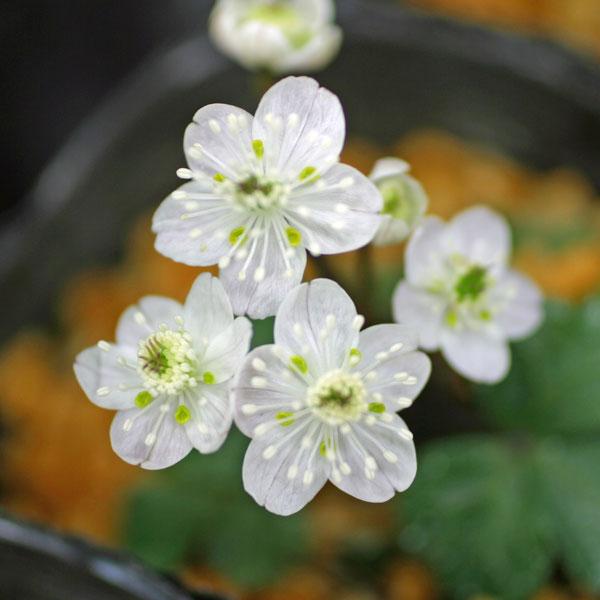 別名はミツバノバイカオウレンで、梅花オウレンに似た花です。梅花オウレンの五つ葉に対しコシジオウレンは葉が三つ葉となります。日本固有種で中部地方〜東北地方の日本海側の針葉樹林などに生育します。初夏に開花し、栽培方法は他のオウレン類に準じます。...
