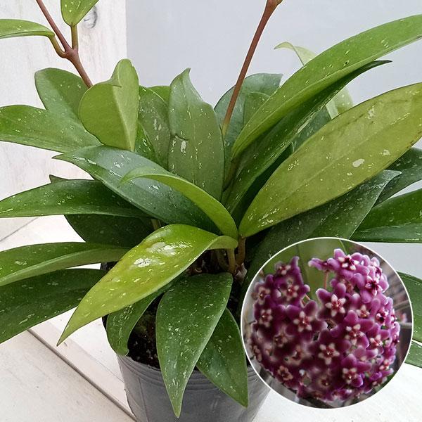 多肉質な葉をもつつる性植物、ホヤ。サクラランとも呼ばれ、観葉植物として人気です。シルバーピンクはアジア東部からオーストラリアに分布し、細めの緑の葉に星形の可愛らしい花を付けるホヤです。 濃いピンクにシルバーグレーの縁取りが入る美しい花を咲か...