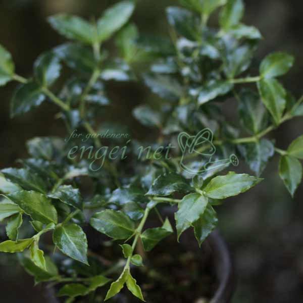 アリドウシは別名一両。鋭いとげを持ち、赤い実をつける常緑低木です。9月頃についた赤い実が春先まで楽しめ、お正月の縁起物、万両・千両・百両・十両と並び、一両と呼ばれます。写真は成長時のイメージです。※詳しい商品説明は下のほうに記載があります