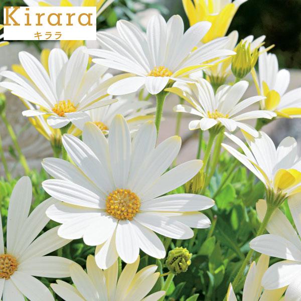 草花の苗 26年10月中下旬予約 オステオスペルマム キララホワイト3.5号ポット