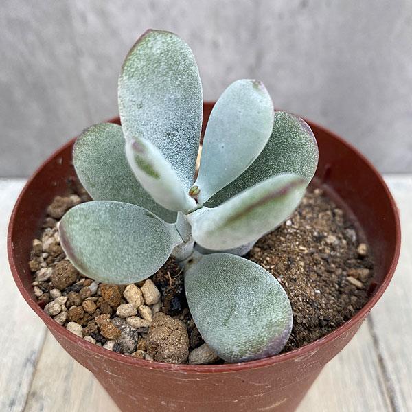 観葉植物 多肉植物 コチレドンふっくら娘2 5号ポット 園芸ネット 通販 Yahoo ショッピング