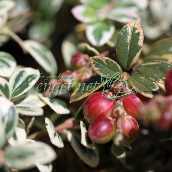 コケモモの斑入りタイプ。白黄の覆輪斑は寒くなると紅がさしてとても美しくなります。コケモモは、日本の山野に自生する、苔のように小さな植物。ハイマツの林床によく見られます。日向または半日陰の湿った場所で栽培してください。自家結実性がありますので...