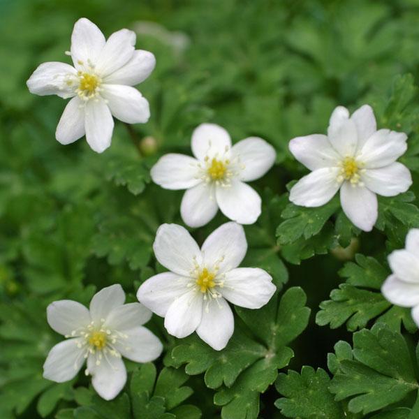 三重県鈴鹿地方の山地に自生する二輪草。一般のニリンソウよりも小型の品種で、鉢植えに向きます。ニリンソウは中部地方以北の山野の明るい林床ややや日陰となる場所に自生する多年草です。早春の雪解け時にカタクリとともに開花する代表的な山野草です。直径...