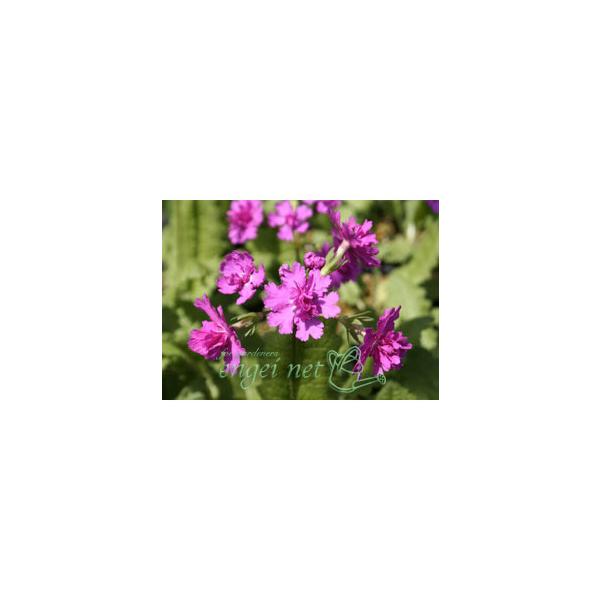 珍しい、八重咲きの日本桜草です。おしべが弁化することにより八重咲になったもので、従来の品種にはない賑やかさがあります。一つの株の中に八重の度合いが強い花と、弱い花が混じって咲くことがあります。またその年の生育状況によっても八重の咲き具合が違...