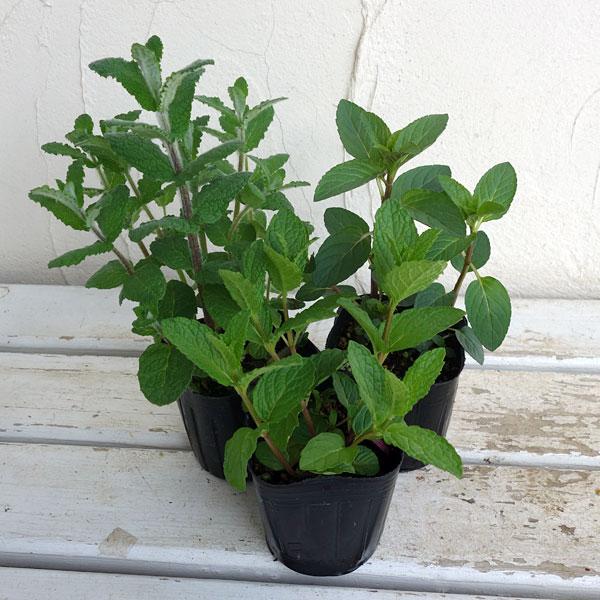 ハーブの苗 ミント3種セットa アップル スペア ペパーミント 園芸ネット 通販 Yahoo ショッピング