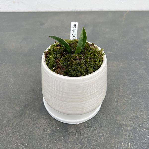 観葉植物 ギフトに 万年青 おもと 出世実生 陶器鉢植え もえ白s 園芸ネット 通販 Yahoo ショッピング