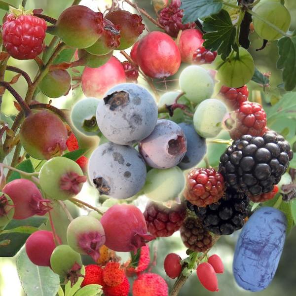 果樹の苗 おまかせ人気のベリー 小果樹5ポットセット 園芸ネット 通販 Yahoo ショッピング