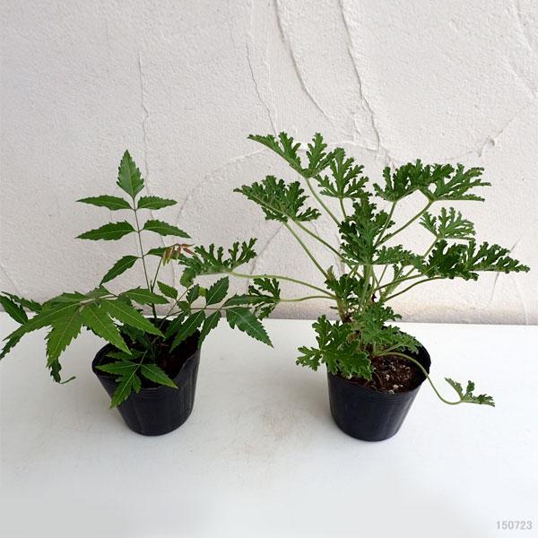 ハーブの苗 虫よけ2品種セット ニーム 虫避けの木 インドセンダン 蚊連草 園芸ネット 通販 Yahoo ショッピング