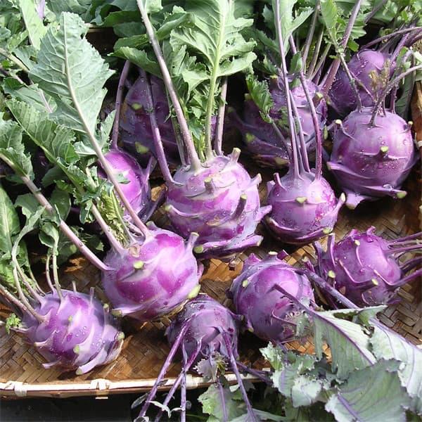 種まきから2〜3ヶ月で収穫できる成長の早い野菜 コールラビはキャベツの一種で、地中海沿岸原産のアブラナ科の野菜です。根元に近い蕪のように肥大した部分を食用にします。生でスライスしてサラダとし、また煮物にしても煮くずれしません。独特の風味は中...