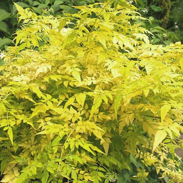 フィオナサンライズはジャスミンの仲間で、葉が明るいイエローになるつる性植物です。春先の新葉はややオレンジがかり、夏には黄緑となり、秋には黄色に色づきたいへんきれいです。寄せ植えのカラーリーフとして人気です。花は白で大輪ジャスミンより少し小さ...