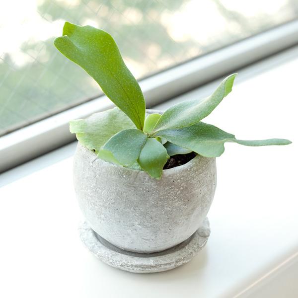 観葉植物/ギフトに ビカクシダ（コウモリラン）鉢植え（皿付き