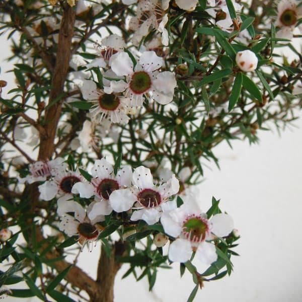 ハーブの苗 ティーツリー マヌカ 白 薄桃花 3号ポット Buyee Buyee Japanese Proxy Service Buy From Japan Bot Online