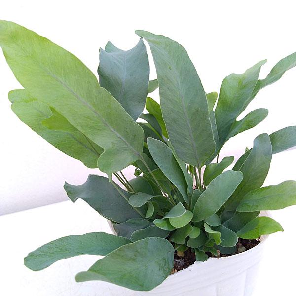 観葉植物 ポリポジウム ブルースター3号ポット 園芸ネット 通販 Yahoo ショッピング