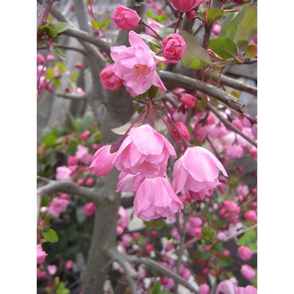 花カイドウはバラ科の落葉広葉樹で、ハナリンゴ(マルス）の1種です。ズミとも呼ばれます。春の花を代表する、見事なピンクの花を咲かせます。開花期は4〜5月頃で、咲き始めは紅色、開くとピンクとなります。花柄は長く垂れ下がります。花後に直径2cmほ...