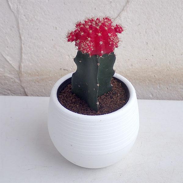 観葉植物 サボテン 緋牡丹 ヒボタン 3号ポット3株セット 116247 園芸ネット 通販 Yahoo ショッピング