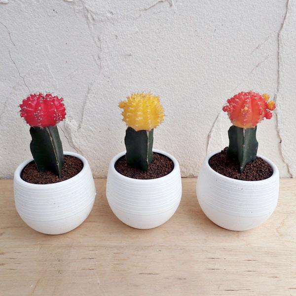観葉植物 サボテン 緋牡丹 ヒボタン 3号ポット3色セット 黄 オレンジ 赤 園芸ネット 通販 Yahoo ショッピング