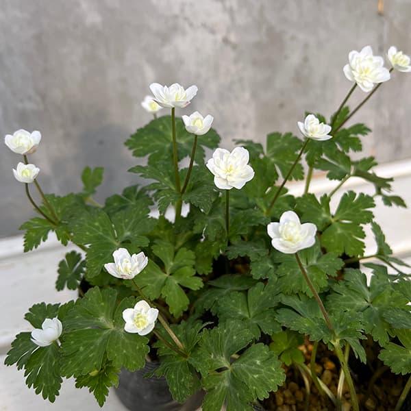 千重咲きの二輪草。一般のニリンソウよりも小型の品種で、鉢植えに向きます。ニリンソウは中部地方以北の山野の明るい林床ややや日陰となる場所に自生する多年草です。早春の雪解け時にカタクリとともに開花する代表的な山野草です。直径2cmほどの可憐な花...