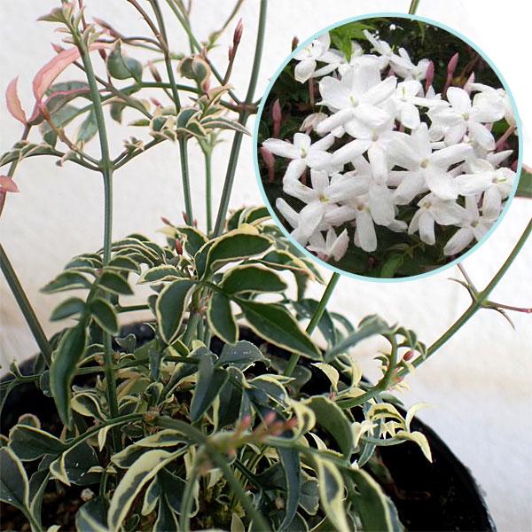 ハゴロモジャスミンはソケイの1種で、春に白い花を株いっぱいに咲かせ、とてもよい香りのするつる性植物です。鉢植えにして支柱を立てて栽培してください。関東以南の暖地では庭植えでトレリスやフェンスに絡ませて露地栽培もできます。この品種は美しい斑入...