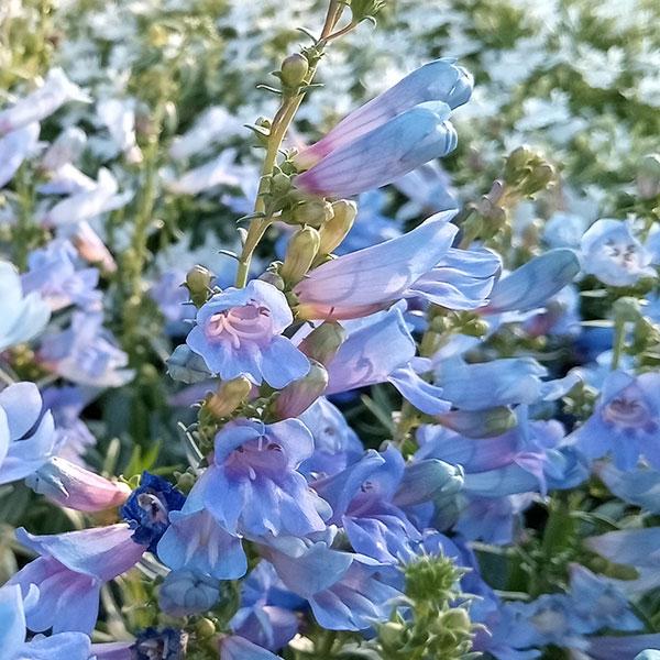 エレクトリックブルーは鮮やかなブルーのグラデーションが美しい長さ3cmほどの筒状の花を咲かせるペンステモンです。光の当たり方で花の表情が変わるので、ゆっくり眺めたくなります。開花前に植えるとより長く花を楽しめます。耐寒性はマイナス10度くら...