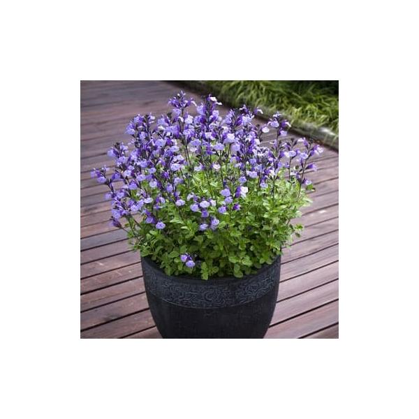 草花の苗 サルビア ソークール パールブルー3号ポット