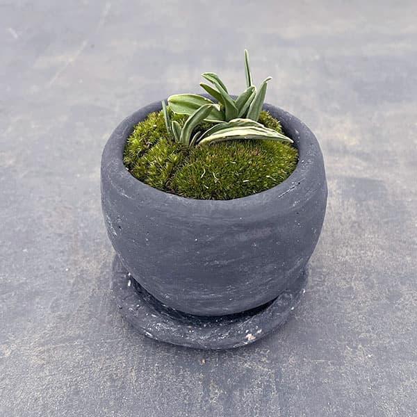 観葉植物 ギフトに オモト（万年青） 剣舞・鉢植え ロゼッタボウル黒