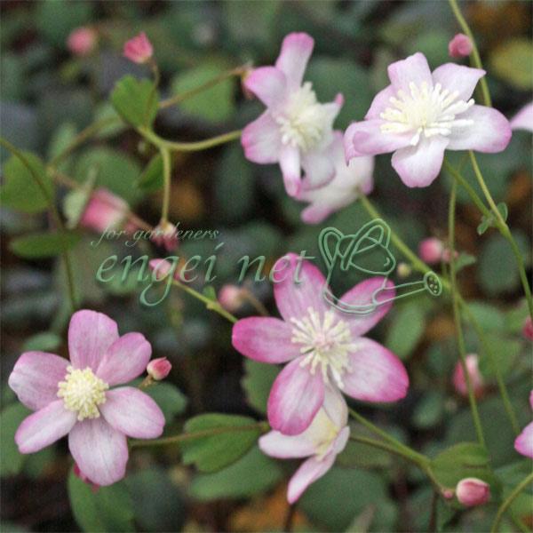 ふわっとした花姿で花弁に薄紅が入る美しい梅花カラマツです。その名の通り、花が梅の花に、葉がカラマツソウに似ています。春咲山野草の中でもひときわ人気の高い種です。北アメリカ生まれとは思えないほどの、和風情緒あふれる草姿からわれわれ日本人の心を...