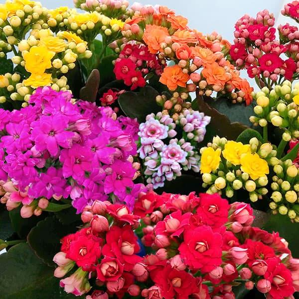 カランコエ カランディーバ 花色ミックス6号鉢植え : 園芸ネット