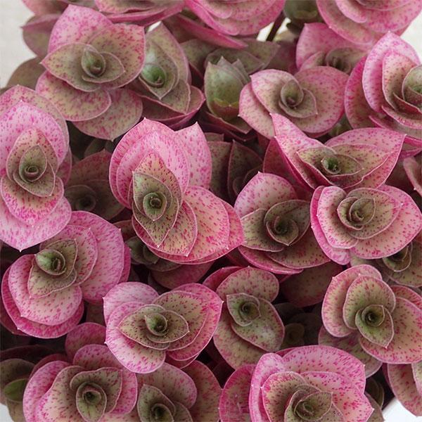 冬になるとぎゅっと詰まった小さな葉が桜色に染まるきれいな観葉植物。ツユクサの仲間です。春から秋にかけてはライムグリーンの葉色ですが、秋以降気温が下がってくると、薄いピンク、濃いピンクへと葉色が変化します。春から夏にかけては茎をのばし枝垂れる...