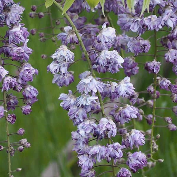 つる性 八重黒龍（ヤエコクリュウ）は現存する藤のなかでは唯一の八重咲き種。別名を牡丹藤（ボタンフジ）ともいいます。濃黒紫色の花が玉咲きになります。耐寒性が強く、マイナス25度まで耐えます。生育力旺盛ですので、よく日のあたる場所ならどんどん生...