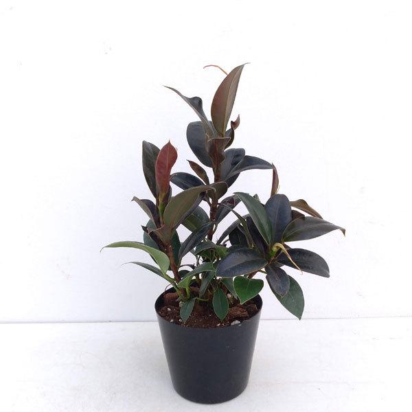 観葉植物 フィカス エラスティカ メラニー4号鉢植え 園芸ネット 通販 Yahoo ショッピング