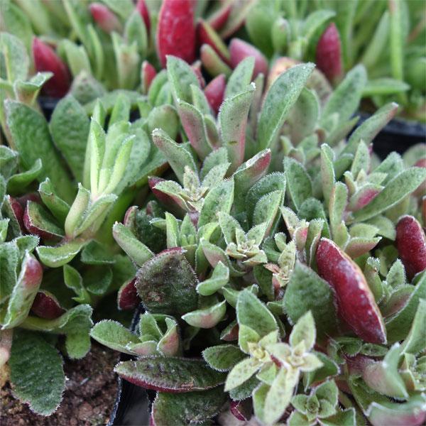 観葉植物 セダム（クラッスラ） クーペリー3号ポット