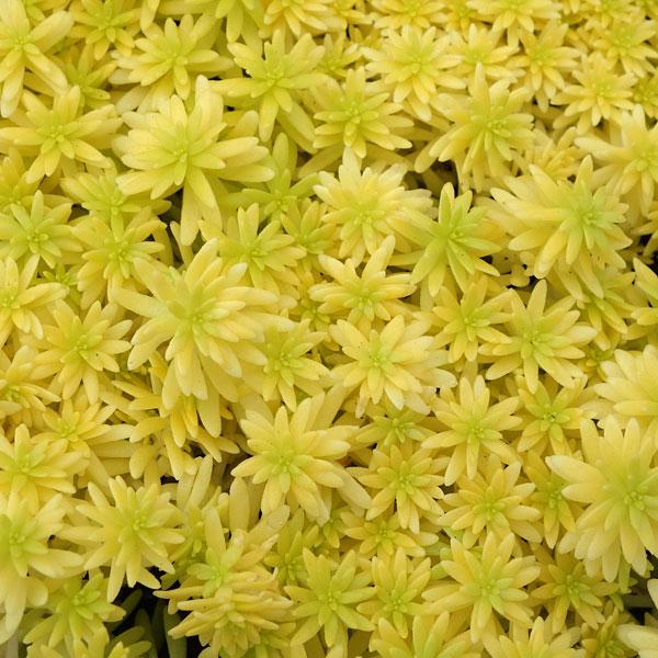 乾燥に非常に強いため、ロックガーデンやビルの屋上緑化にもつかわれるセダム類。日本では多肉植物として扱われますが、ヨーロッパでは庭園での利用が盛んで、セダムだけで構成するタペストリーガーデンなどもあります。葉の形や色のバリエーションも豊富で、...