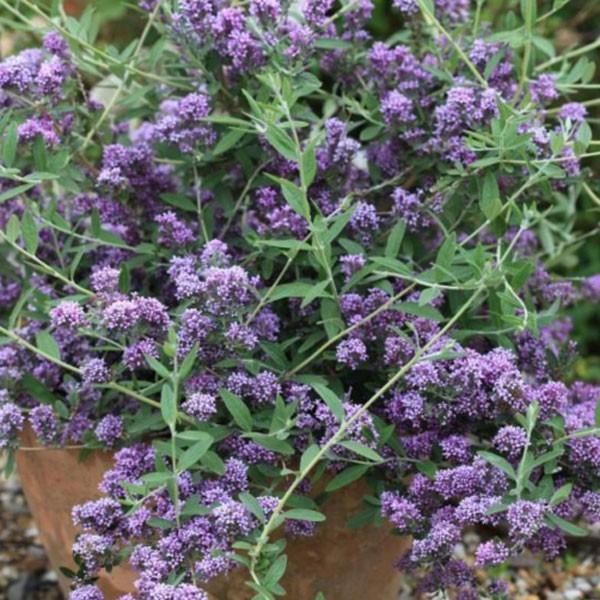 ライラック色の素晴らしい花が枝垂れ咲く矮性品種 ギガランキングｊｐ