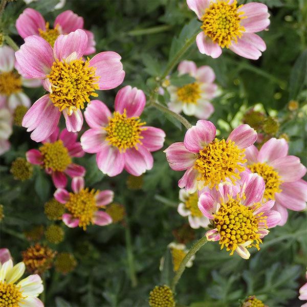 草花の苗 ウインターコスモス ビデンス プチチェリー3 5号ポット 園芸ネット 通販 Yahoo ショッピング