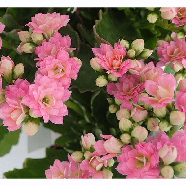 カランコエ クイーンローズ ライトピンク系3 5号鉢植え 園芸ネット 通販 Yahoo ショッピング