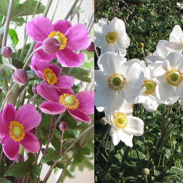 草花の苗 シュウメイギク（秋明菊） 2種（ダイアナ・白花一重）3号ポット2株セット