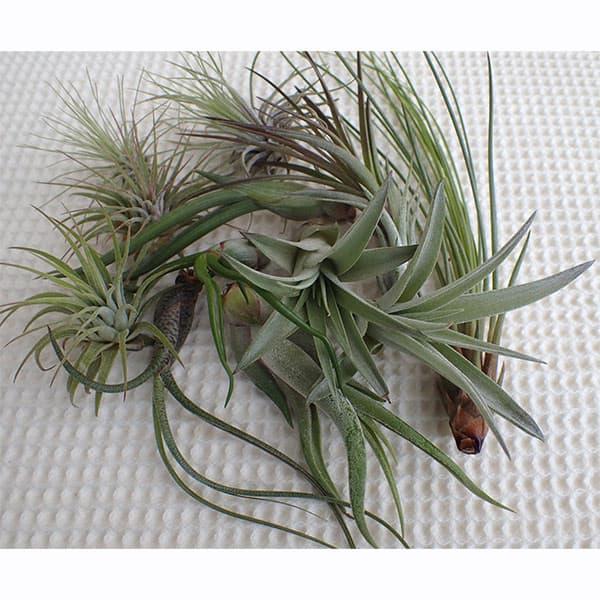 エアープランツ キセログラフィカ 5株セット 【公式通販】