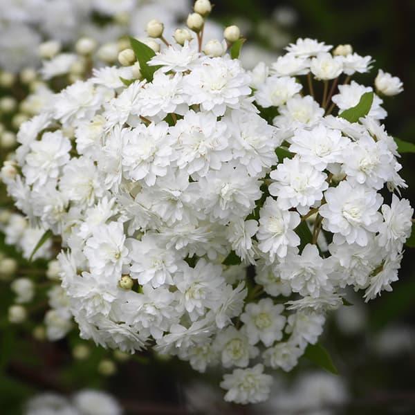 4月下旬から5月頃に白い小さな花が20ほど集まった手毬のような花を咲かせる落葉低木です。この品種は八重咲き。丸みのある八重咲き花が手毬状になります。中国原産種です。自然樹形で株立ち状になります。花をいっぱい付けた細い枝は大きくゆるやかに垂れ...