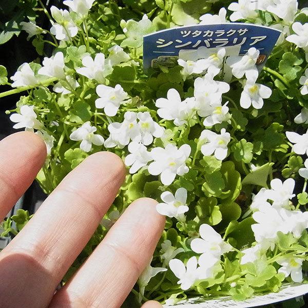 草花の苗 コリセウムアイビー ツタカラクサ シンバラリア 白花3号ポット 2株セット Buyee Buyee 日本の通販商品 オークションの代理入札 代理購入