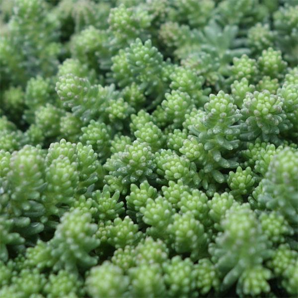 観葉植物 セダム サクサグラレモスグリーン3号ポット 2株セット : 園芸