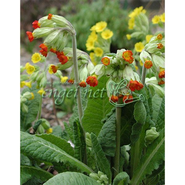 1房にたくさんの花を咲かせる西洋サクラソウ・カウスリップ 花色もいろいろ 宿根草 ★入荷から日数が経ったためセール価格となりました。商品の状態は画像と異なる場合があります。★プリムラ・ベリスはヨーロッパに自生する原種サクラソウです。一般的な...