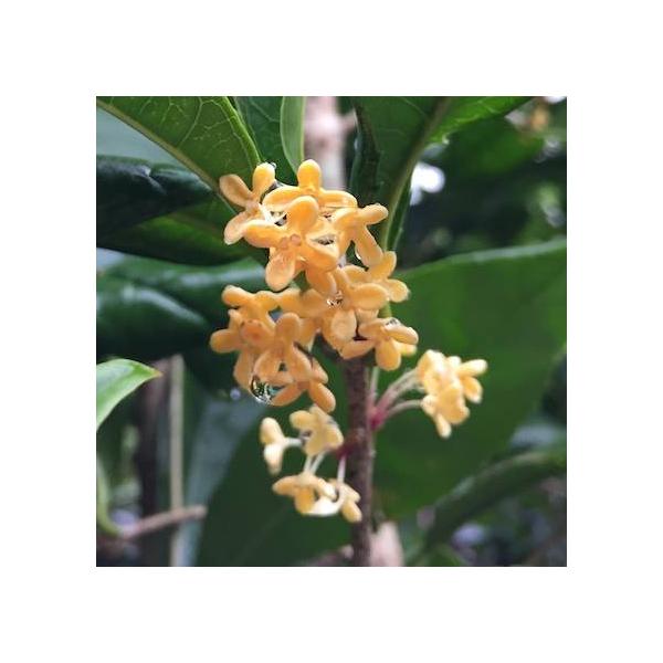 開花期に強い芳香を漂わせ、庭木として愛されるキンモクセイ。この品種は珍しい四季咲き品種で薄黄色〜オレンジ色の花を春〜秋にかけて断続的に咲かせ、雪のちらつく冬場でもチラホラと可憐な花を咲かせます。新芽が赤色に色づくのも特徴で、大型の鉢植えでも...