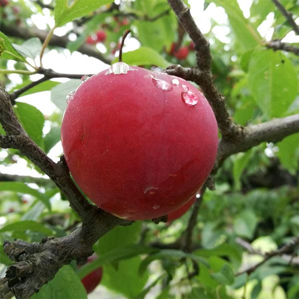 ソルダムは果汁が多く、甘みが強く、酸味もほどよく、よい香りがあるおいしい品種です。果皮は暗橙黄色、果肉は濃黄色です。栽培も容易で豊産性なので、お店でもよく販売されていますが、家庭果樹としてもおすすめです。自家結実性が弱いので、他の品種を近く...