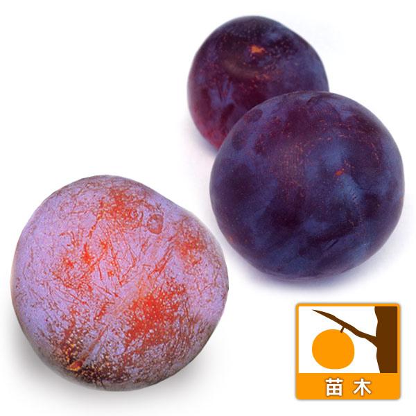 果樹の苗 スモモ(プラム）2種受粉樹セット 貴陽（キヨウ）とサンタ
