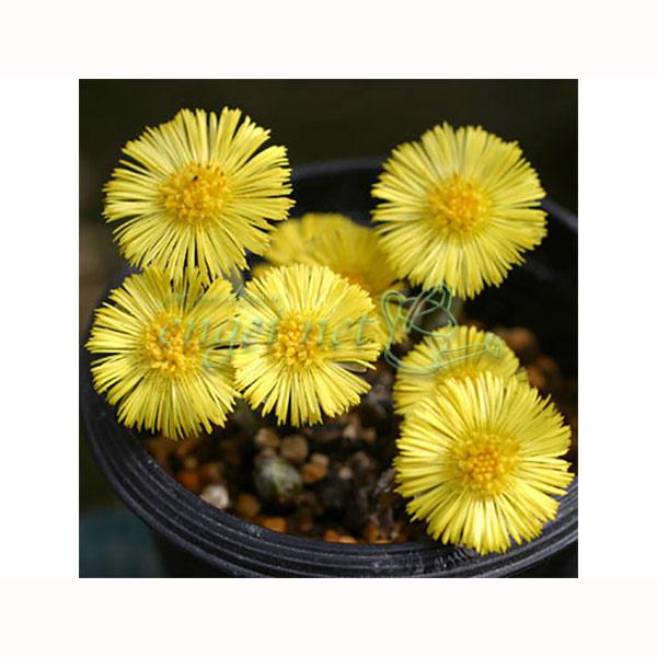★入荷から日数が経ったためセール価格となりました。商品の状態は画像と異なる場合があります。★フキタンポポは中国〜ヨーロッパ原産の多年草。明治期に日本に渡来したといわれています。1〜3月頃に、タンポポに似た黄色い花を咲かせ、福寿草と並んで早春...