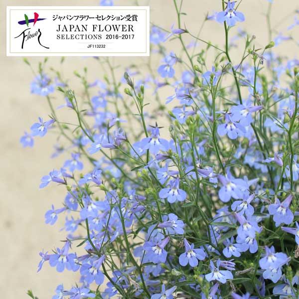 草花の苗 ロベリア 空色てふてふ青空ブルー3号ポット