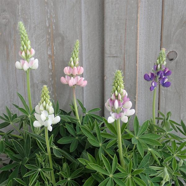 ★入荷から日数が経ったためセール価格となりました。商品の状態は画像と異なる場合があります。★ピクシーデライトはテキセンシス種の中型タイプの1年草のルピナス。銀緑色の葉の色のバランスがよい品種です。非常に分枝がよく多くの花を咲かせます。花はバ...