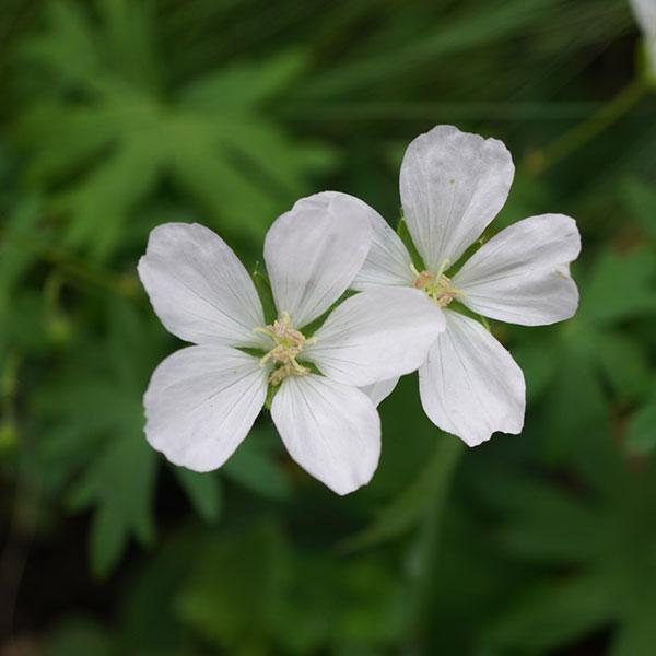 草花の苗 ゲラニウム サンギネウム アルバ（ホワイト）3.5号ポット 5〜9月頃開花 半日陰にも向く宿根草
