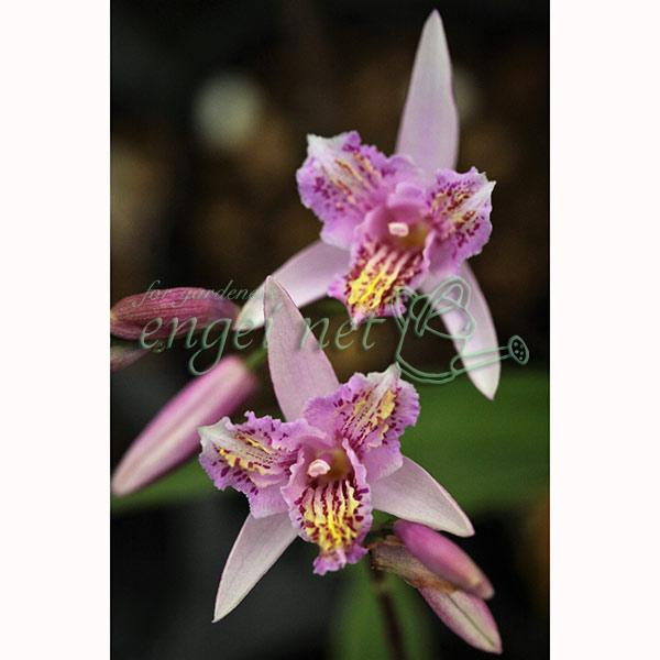 三蝶咲と比べて背丈も30cm前後の、リップに黄色が載るチャボシランの三蝶咲と言われています。シラン（紫蘭）は、日本原産のランの仲間です。寒さ暑さに比較的強くて育てやすく、上品で美しい多年草で、鉢植えや和風花壇の縁取りなどに人気です。半日陰で...