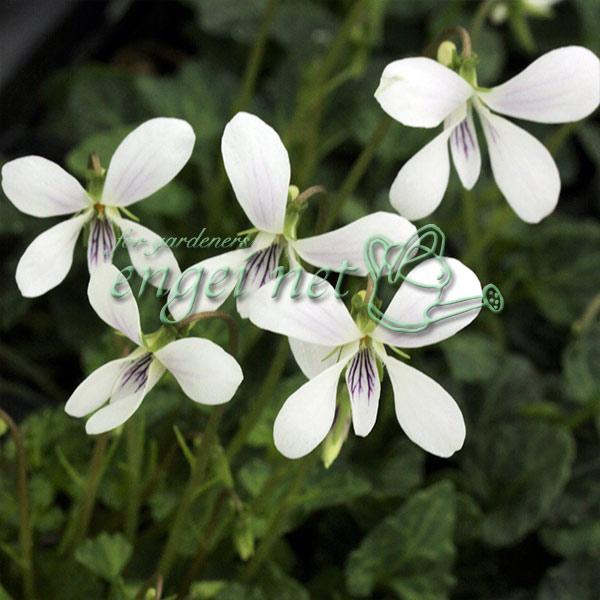 石垣スミレと屋久島スミレの交配種。二季咲き性が強く白い小花を次々と咲かせるスミレです。春の方が花付きがよりよいです。※詳しい商品説明は下のほうに記載があります